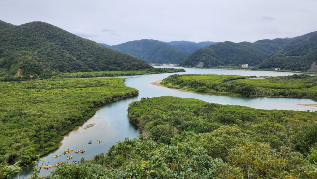 住用川マングローブ林