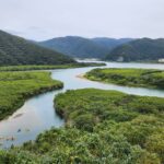 住用川マングローブ林